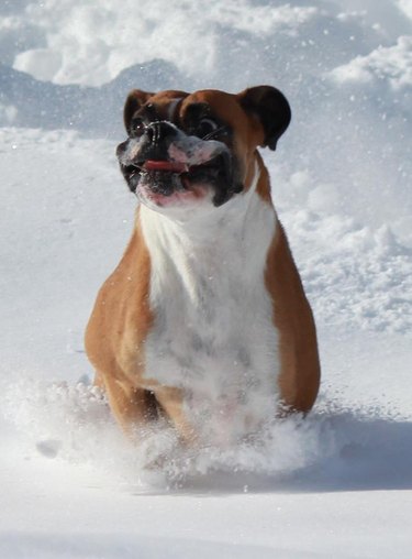 Boxer with a floppy face running through snow