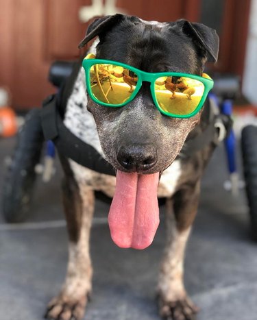 dog in sunglasses and wheelchair