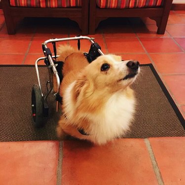 fluffy dog in wheelchair
