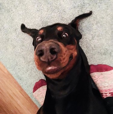 17 Dogs With Completely Adorkable Smiles