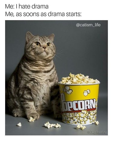 Cat with popcorn