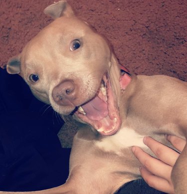 17 Dogs With Completely Adorkable Smiles