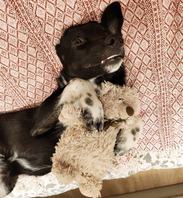 17 Dogs With Completely Adorkable Smiles