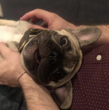 17 Dogs With Completely Adorkable Smiles