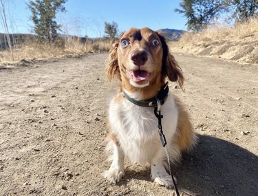 17 Dogs With Completely Adorkable Smiles