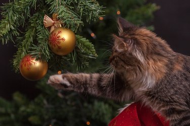 Cat playing with Christmas ornament in Christmas tree