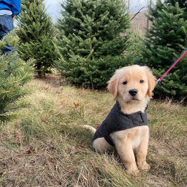 golden puppy in Christmas tree farm