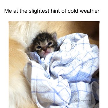 Kitten wrapped in blanket. Me at the slightest hint of cold weather.