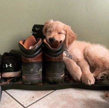 golden puppy napping in a shoe.