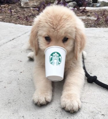 golden puppy drinking Starbucks.