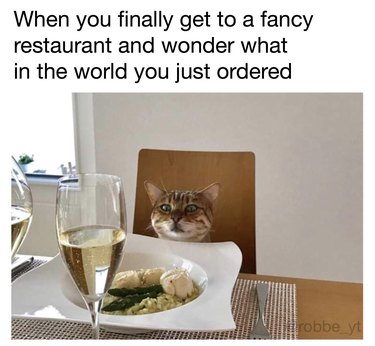 Cat sitting at table with fancy meal