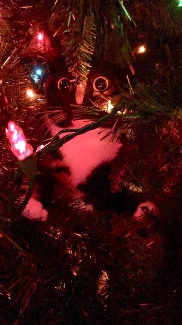 Cat looking at Christmas tree lights