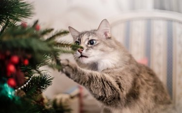 Cat touching Christmas tree