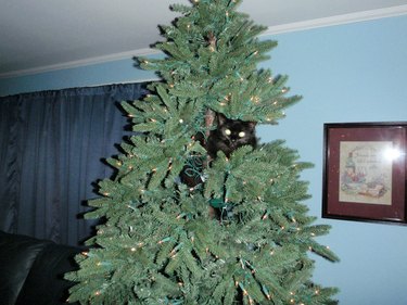 Cat hiding in Christmas tree