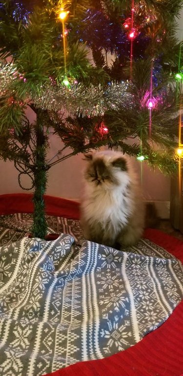 Cat sitting under Christmas tree