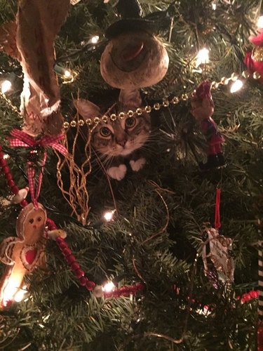 Cat hiding in Christmas tree