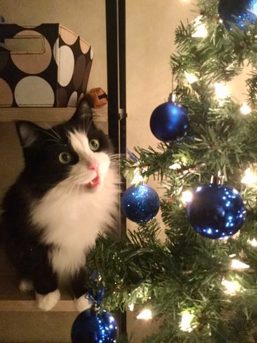 Cat looking at Christmas tree