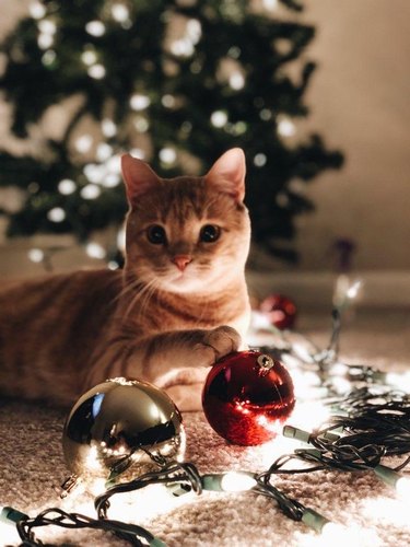 Cat sitting in front of Christmas tree