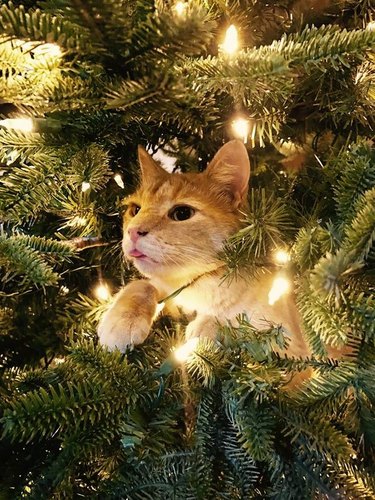 Cat in Christmas tree sticking its tongue out