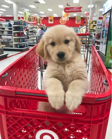 golden puppy in shopping cart.