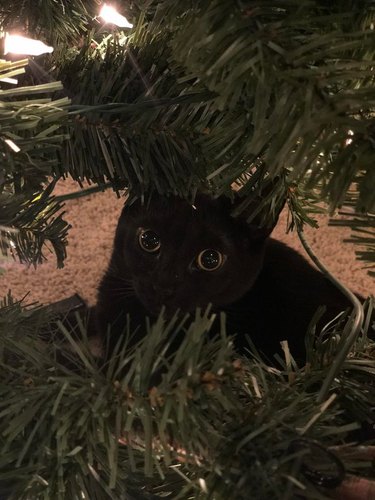Black cat hiding in Christmas tree