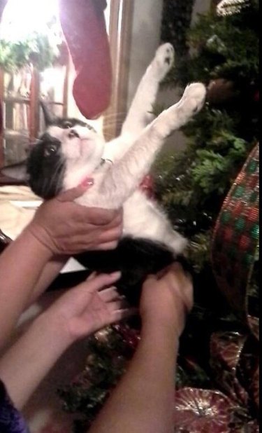 Cat being pulled away from Christmas tree