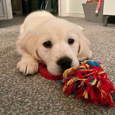golden puppy with rope toy