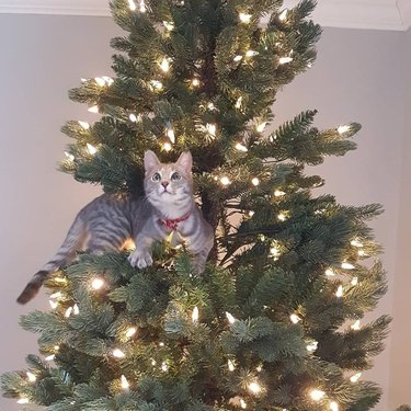 Kitten sitting in Christmas tree