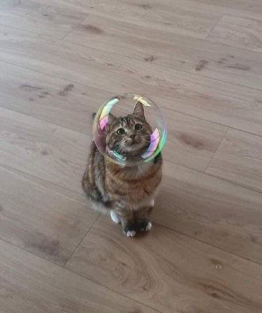 cat staring through bubble that looks like helmet.