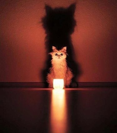 Cat sits against a wall in a dark room. A lit candle is in front of the cat, throwing a large shadow behind them.