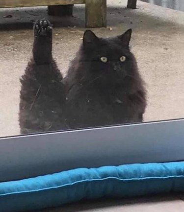 black cat sticks leg in the air