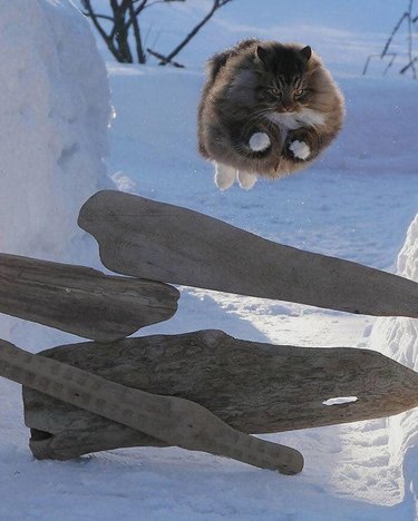 Very fluffy cat jumping over logs