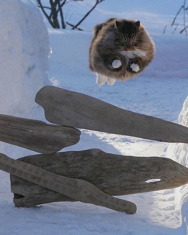 Huge cat leaping over pile of wood.