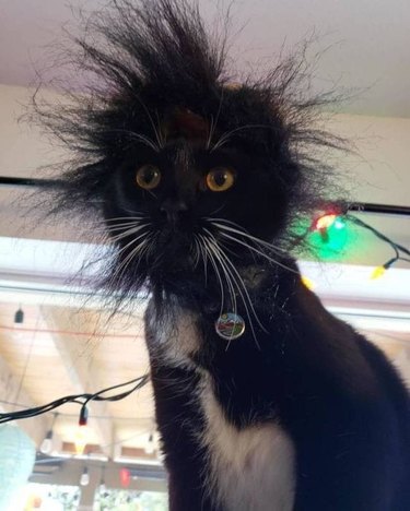 tuxedo kitty with messy bed head.