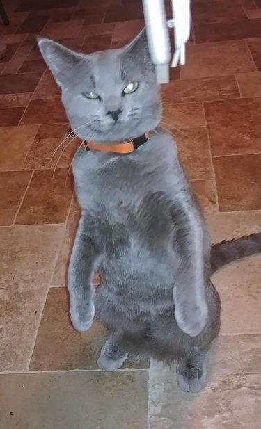 gray cat stands on hind legs