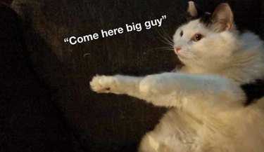 cat extends paws and text says, "come here big guy"