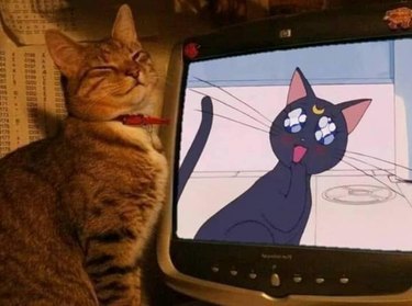 happy cat poses next to tv with smiling anime cat from Sailor Moon.