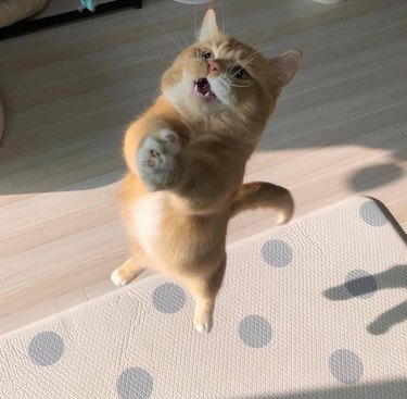 cat appears to hover in air but is really just jumping for treats