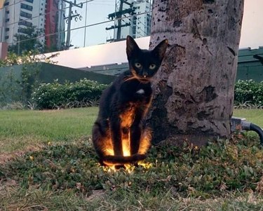 black cat standing on recessed ground light.