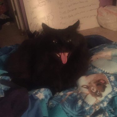 black cat yawns