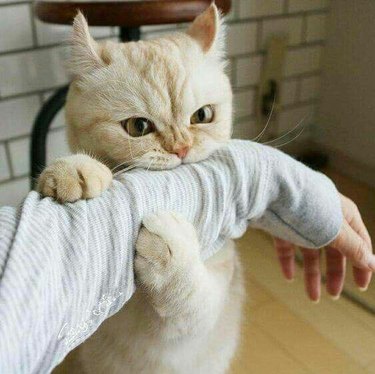 ginger cat chomps on human arm