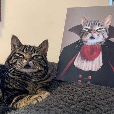 cat poses next to portrait of himself dressed in fancy clothing.