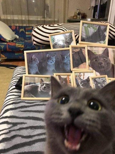 cat poses in front of framed pictures of same cat