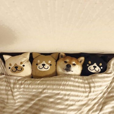 shibu inu dog cuddles with plush dolls