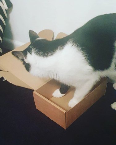 cat trying to get inside too-small box
