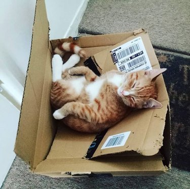 cat napping on top of broken box
