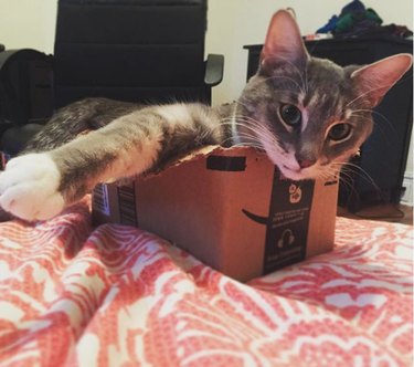 cat struggling inside too-small box