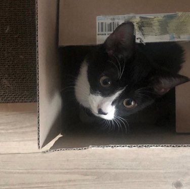 black and white cat inside box