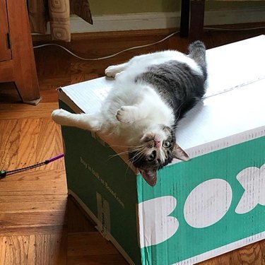 cat on its back on top of box