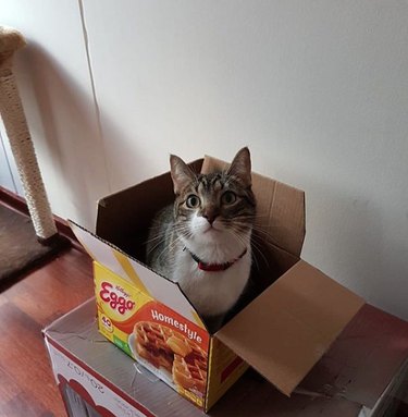 cat inside Eggo waffle box